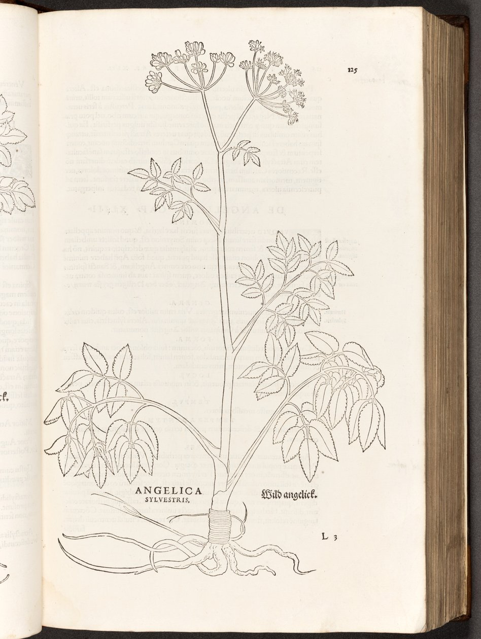 BT3.267.5 s.125 Wild Angelica, illustration från The history of racial commentaries av Leonhart Fuchs, 1542 av Heinrich and Meyer, Albert Fullmaurer