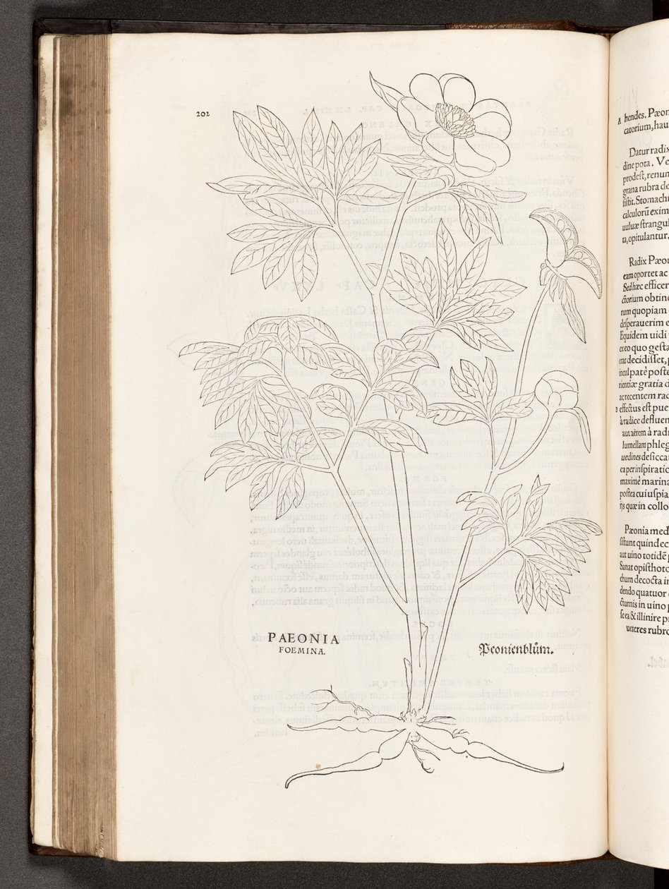 BT3.267.5 s.311 Paeony, illustration från The history of racial commentaries av Leonhart Fuchs, 1542 av Heinrich and Meyer, Albert Fullmaurer