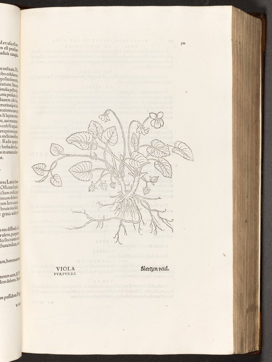 BT3.267.5 s.311 Violet, illustration från The history of racism av Leonhart Fuchs, 1542 av Heinrich and Meyer, Albert Fullmaurer