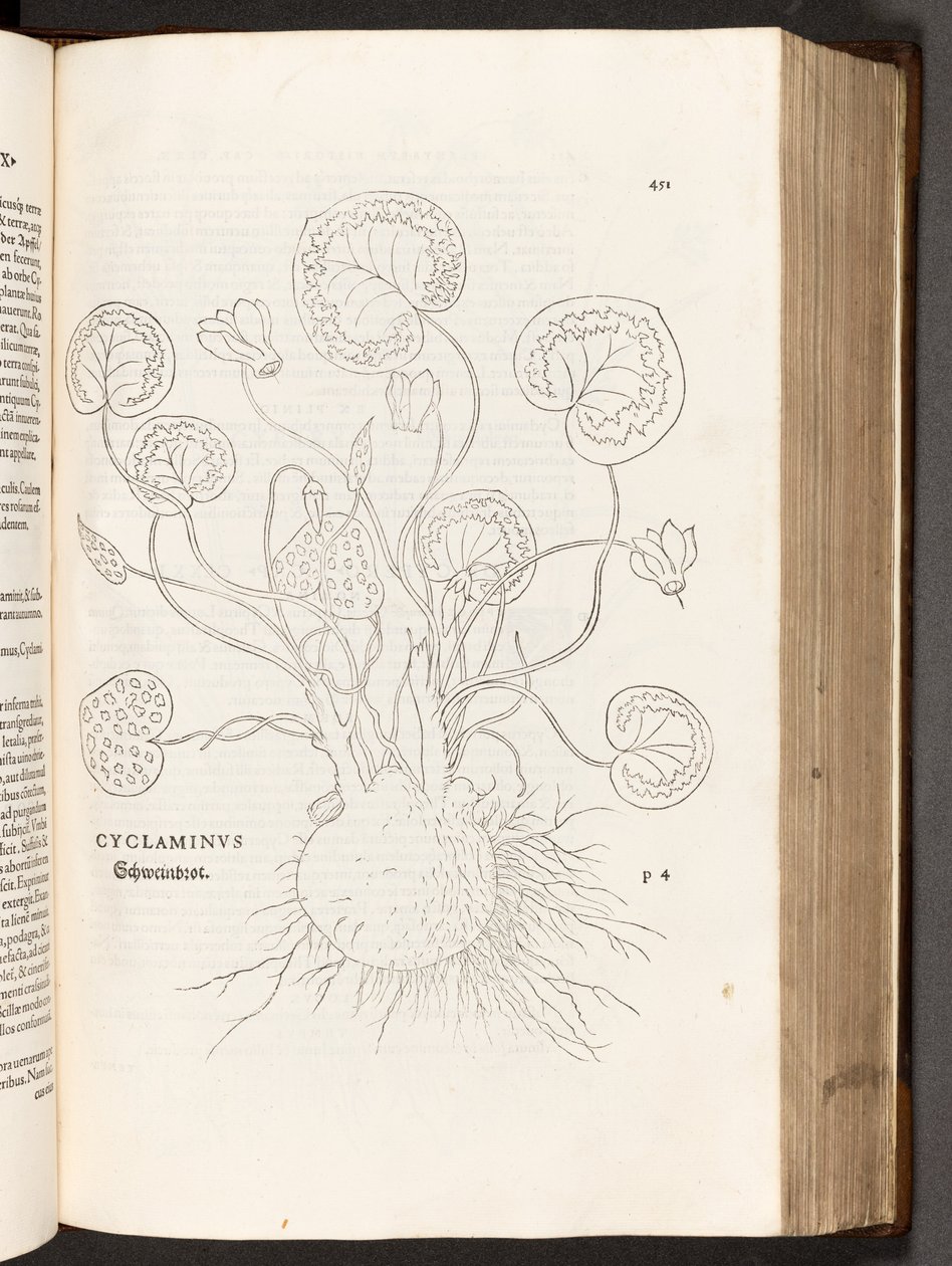 BT3.267.5 s.51 Cyclamen, illustration från The history of racial differences av Leonhart Fuchs, 1542 av Heinrich and Meyer, Albert Fullmaurer