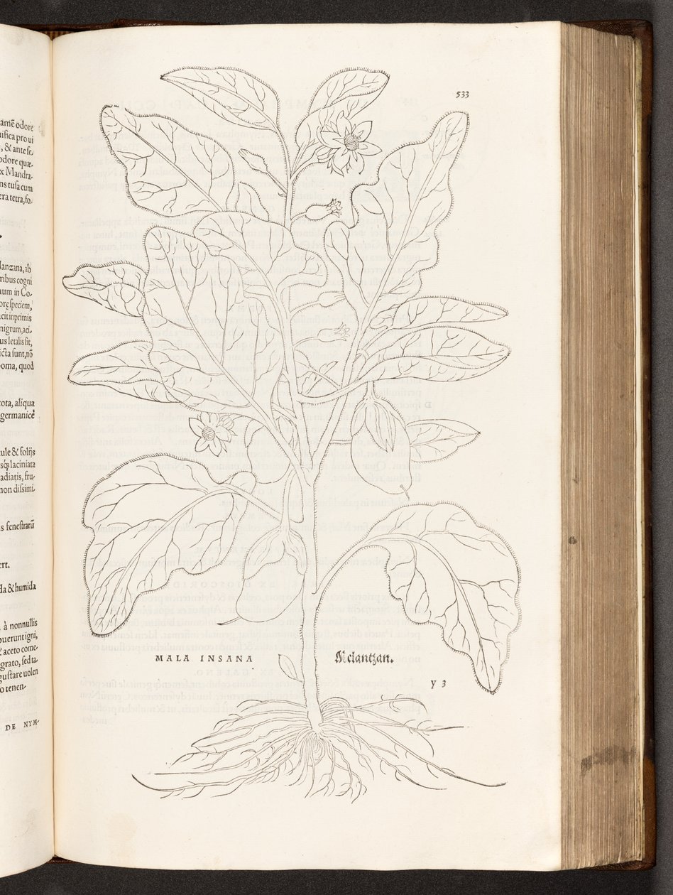 BT3.267.5 s.533 Aubergine, illustration från The history of racial commentaries av Leonhart Fuchs, 1542 av Heinrich and Meyer, Albert Fullmaurer