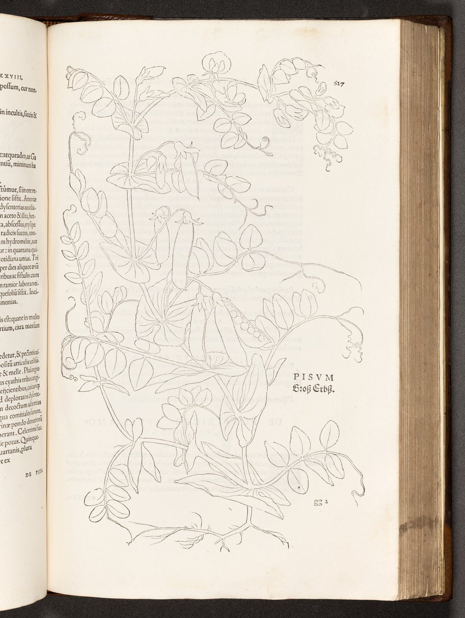 BT3.267.5. s.627 Pea, illustration från The history of racial commentaries av Leonhart Fuchs, 1542 av Heinrich and Meyer, Albert Fullmaurer