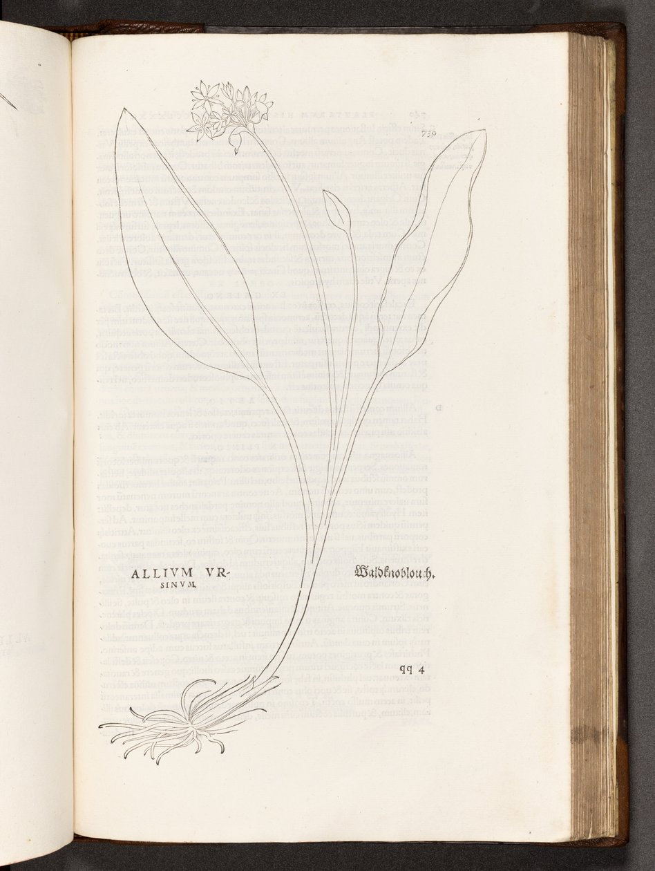 BT3.267.5 s.739 Allium, illustration från The history of racism av Leonhart Fuchs, 1542 av Heinrich and Meyer, Albert Fullmaurer