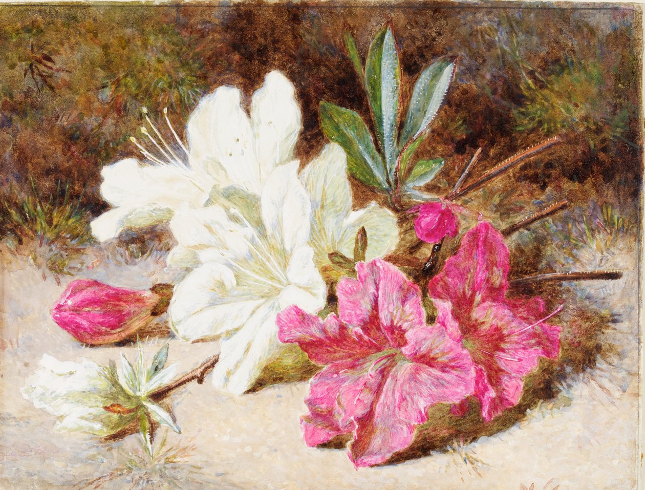 Azalea Bloom, ca 1865-74 av Helen Cordelia Coleman Angell