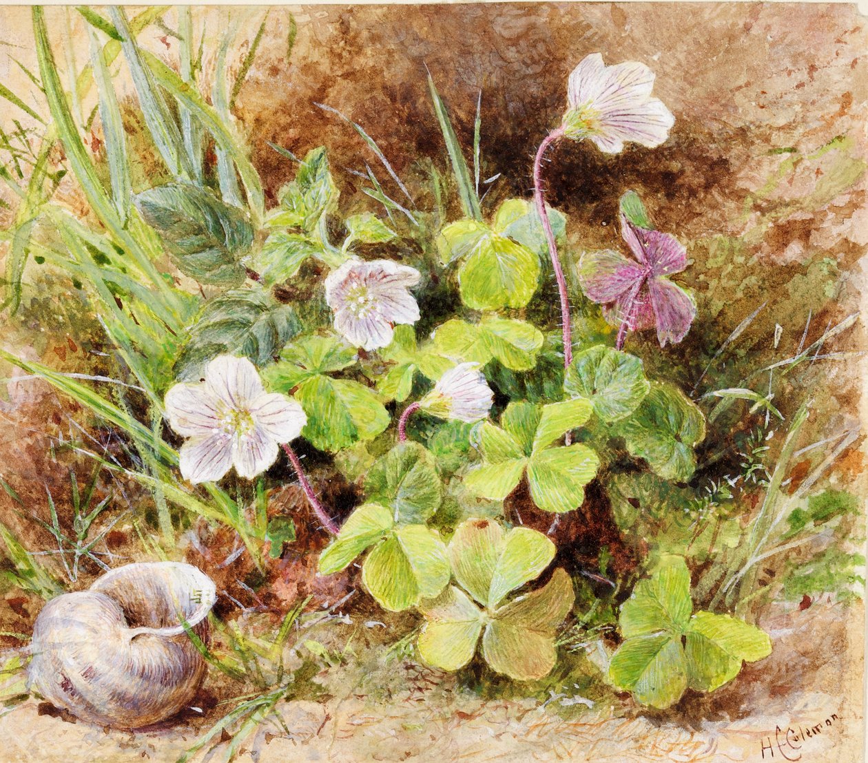 Sorrel och skal, ca 1865-74 av Helen Cordelia Coleman Angell