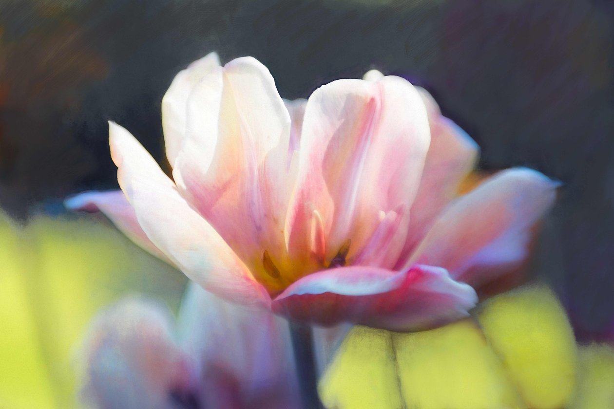 Tulai mai III, 2018, swed av Helen White