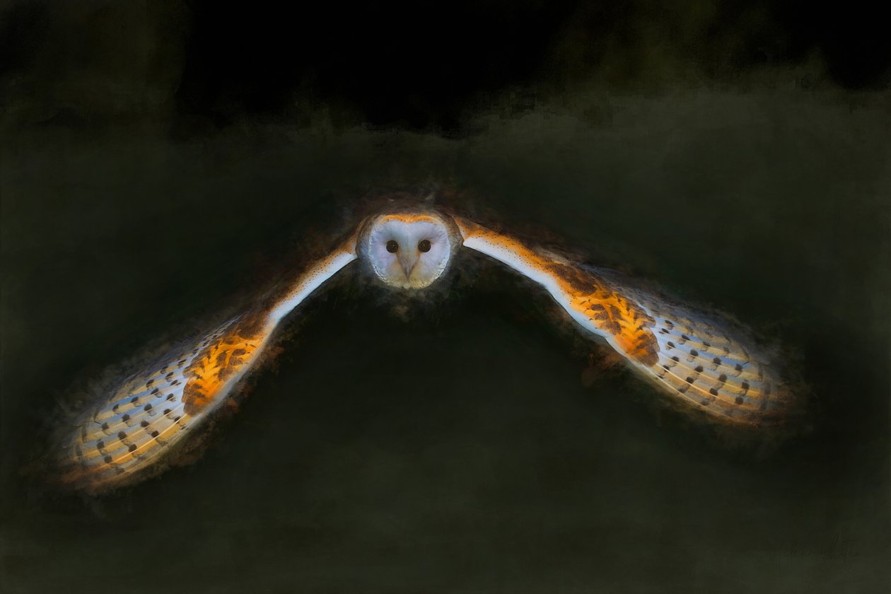 Nattflyg, 2018, av Helen White