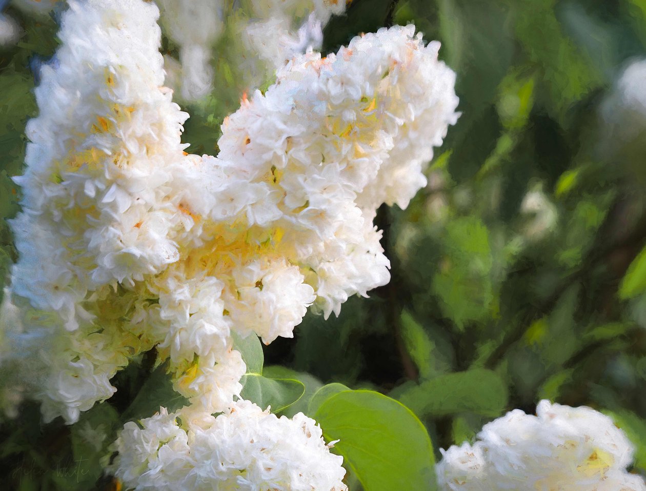 White Lilac mama, 2018, swed av Helen White