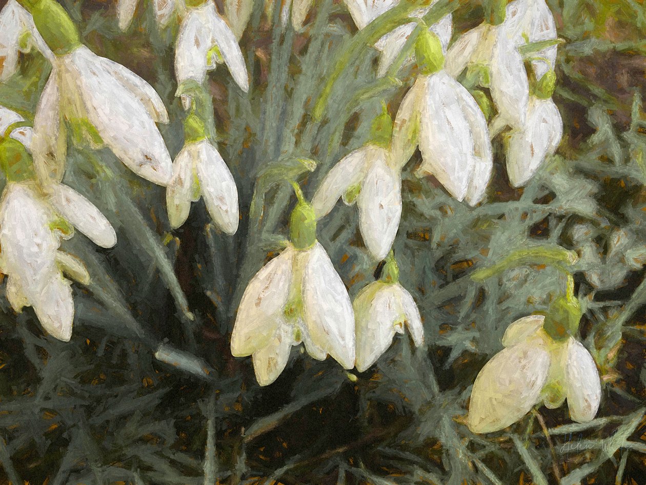 Snödroppar, 2019, av Helen White
