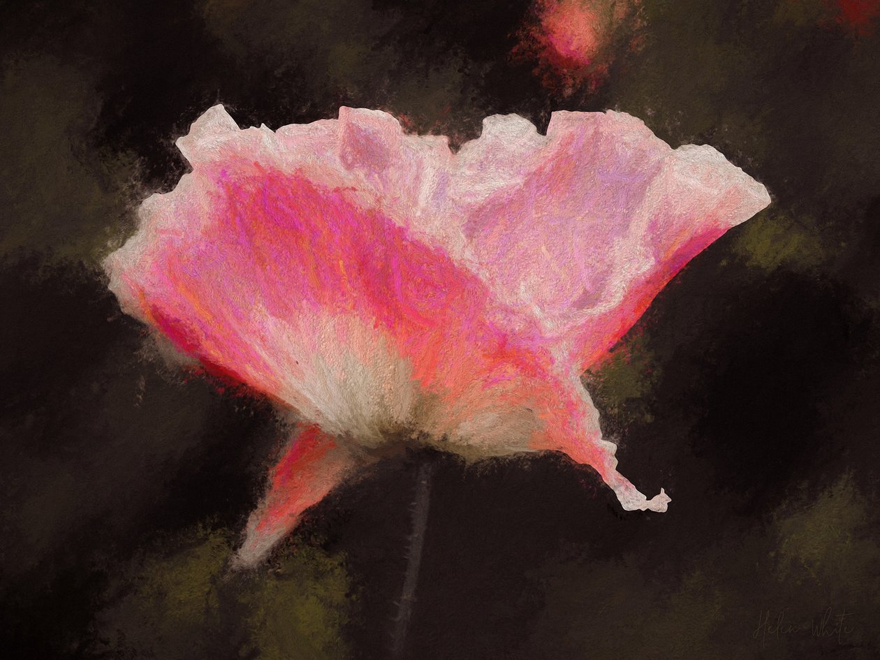 Pink Pink, 2018, swed av Helen White