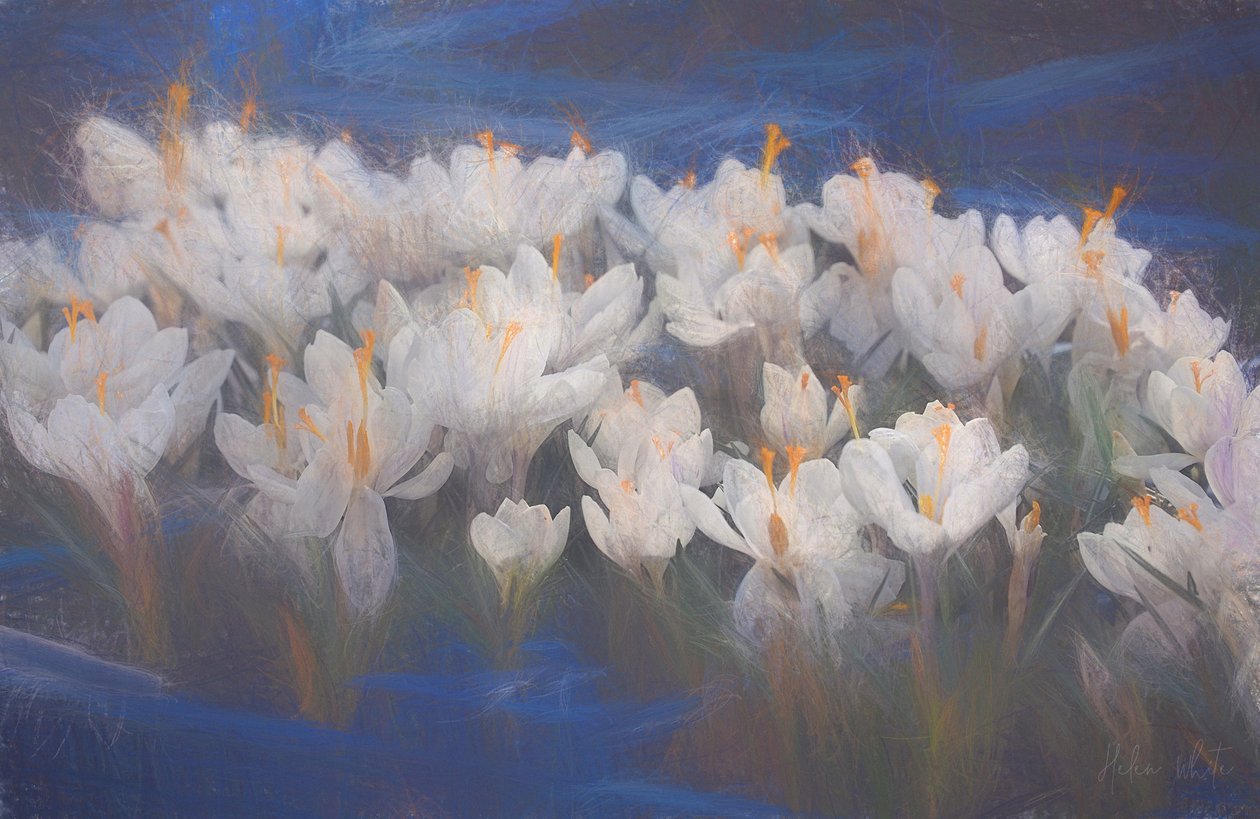 Spring Crocuses, 2018, swed av Helen White