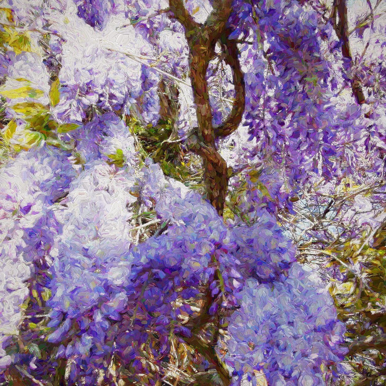 Wisteria, 2018, swed av Helen White