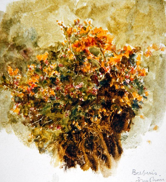 Berberis, Sunshine (akvarell på papper) av Helen Allingham