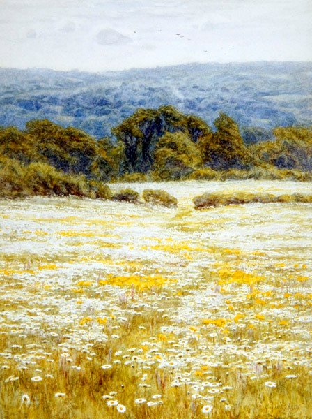 Oxeye Daisies, nära Westerham, Kent (akvarell på papper) av Helen Allingham