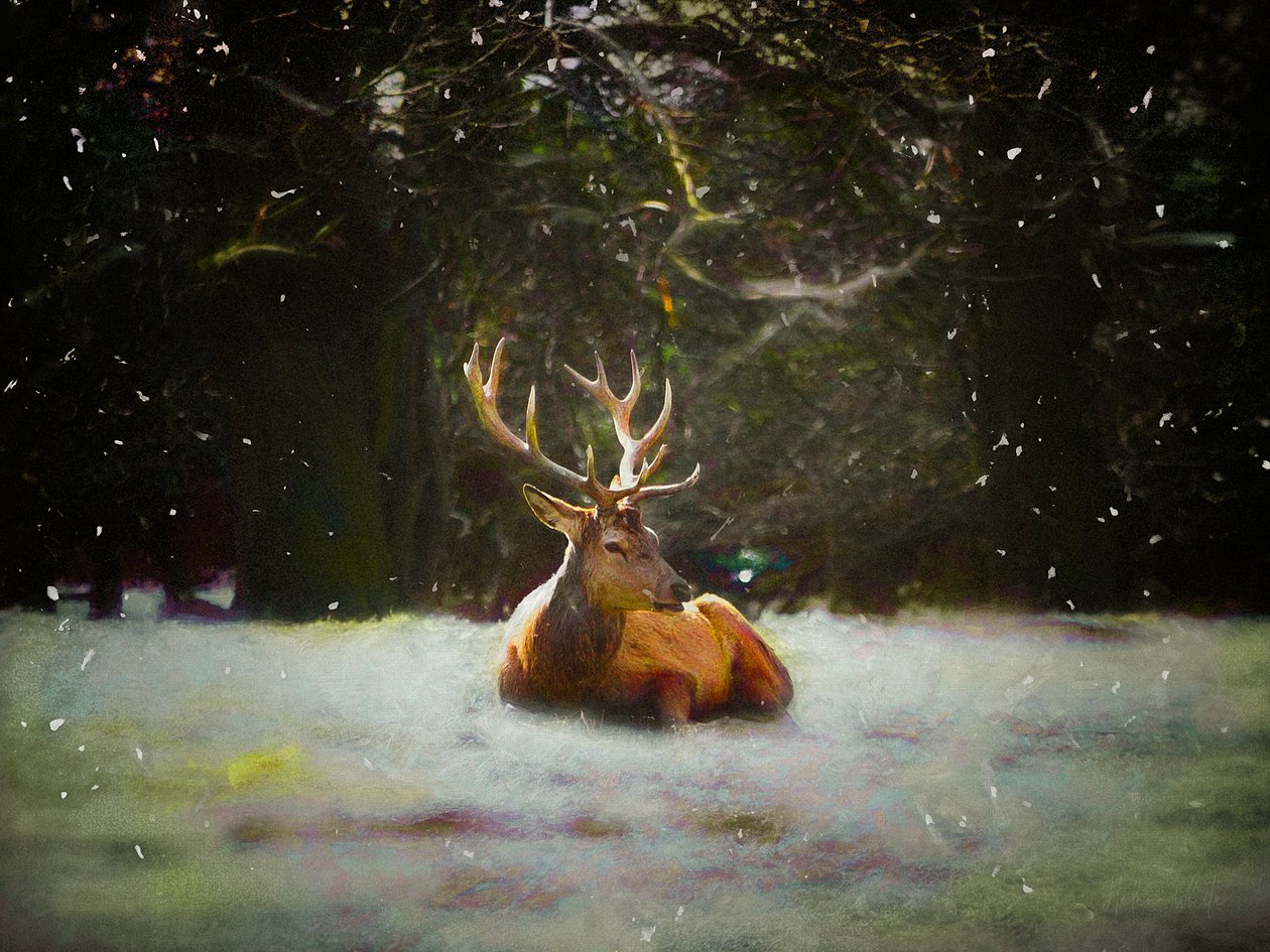 Julhjort, 2019 av Helen White