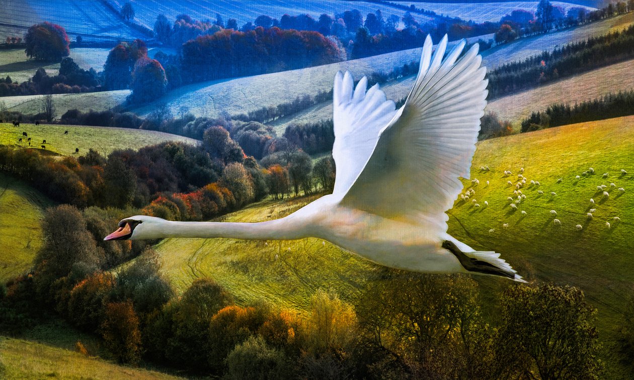 First Flight of Dawning Day, 2020 av Helen White