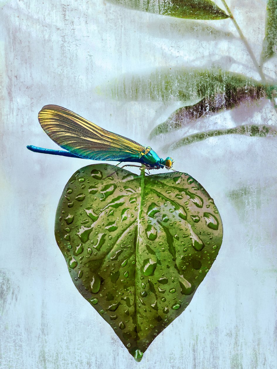 Flygbesök, 2019 av Helen White