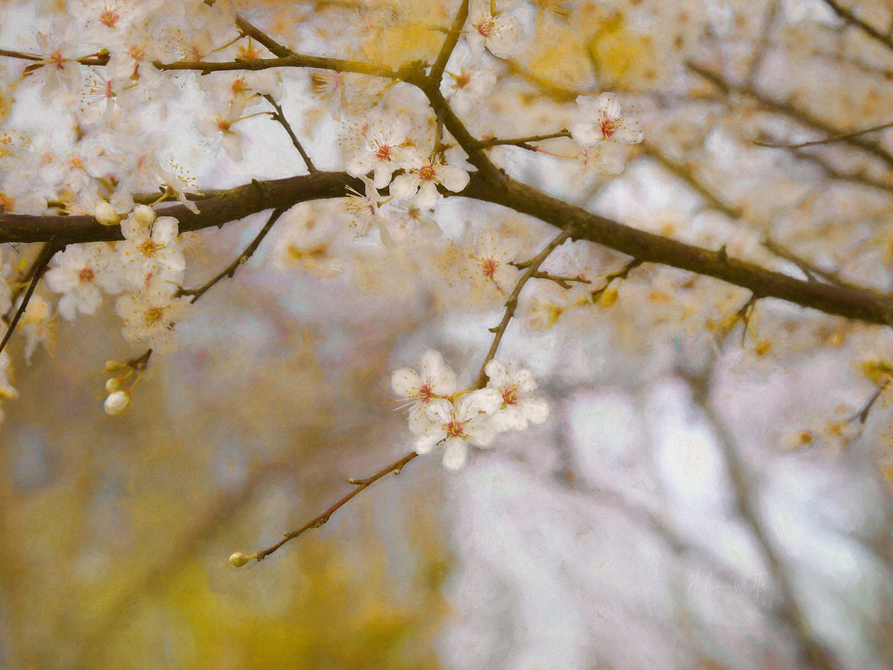 Golden Springtime, 2019 av Helen White