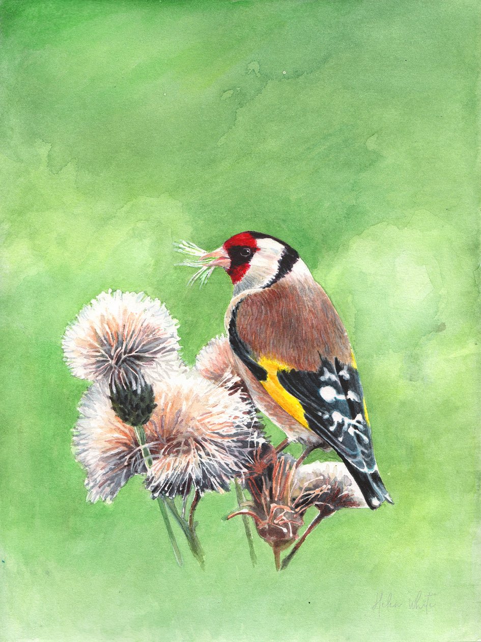 Goldfinch I, 2021 (akvarell) av Helen White