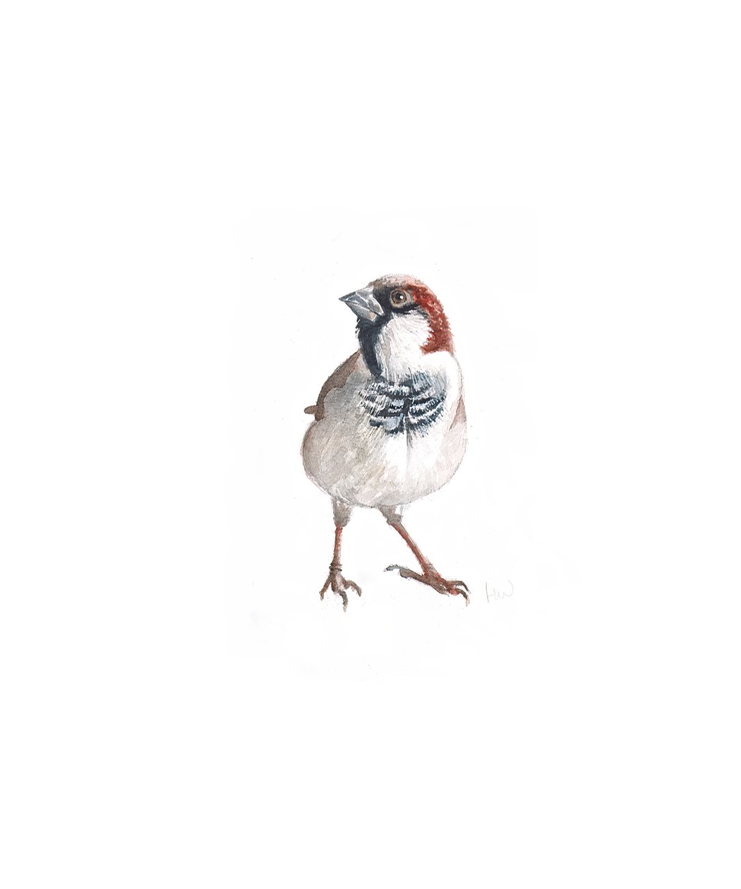 Sparrow hane III, 2022 av Helen White