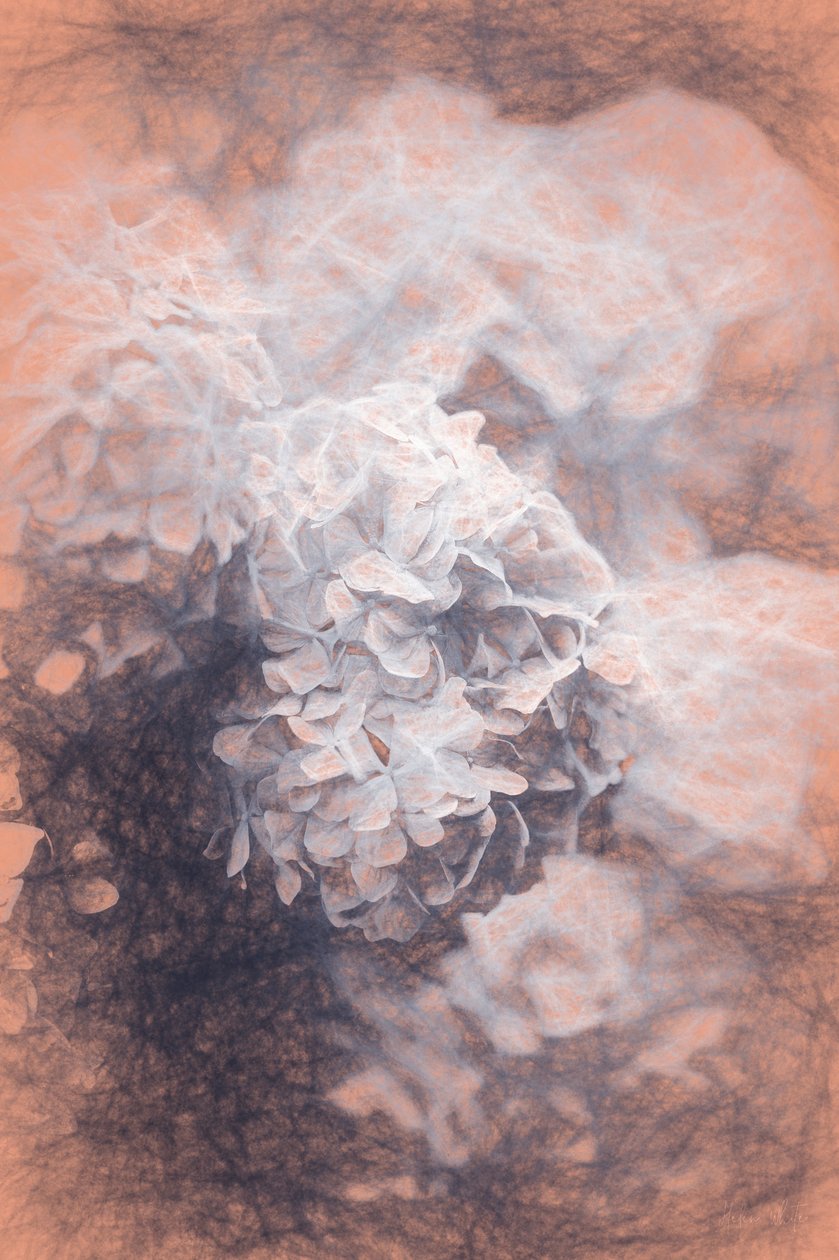 Pastel Hydrangeas, 2018, swed av Helen White