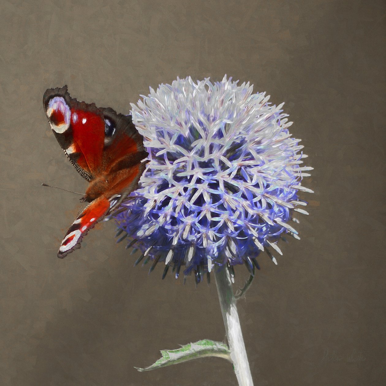 Påfågel på blå tistel, 2018 av Helen White