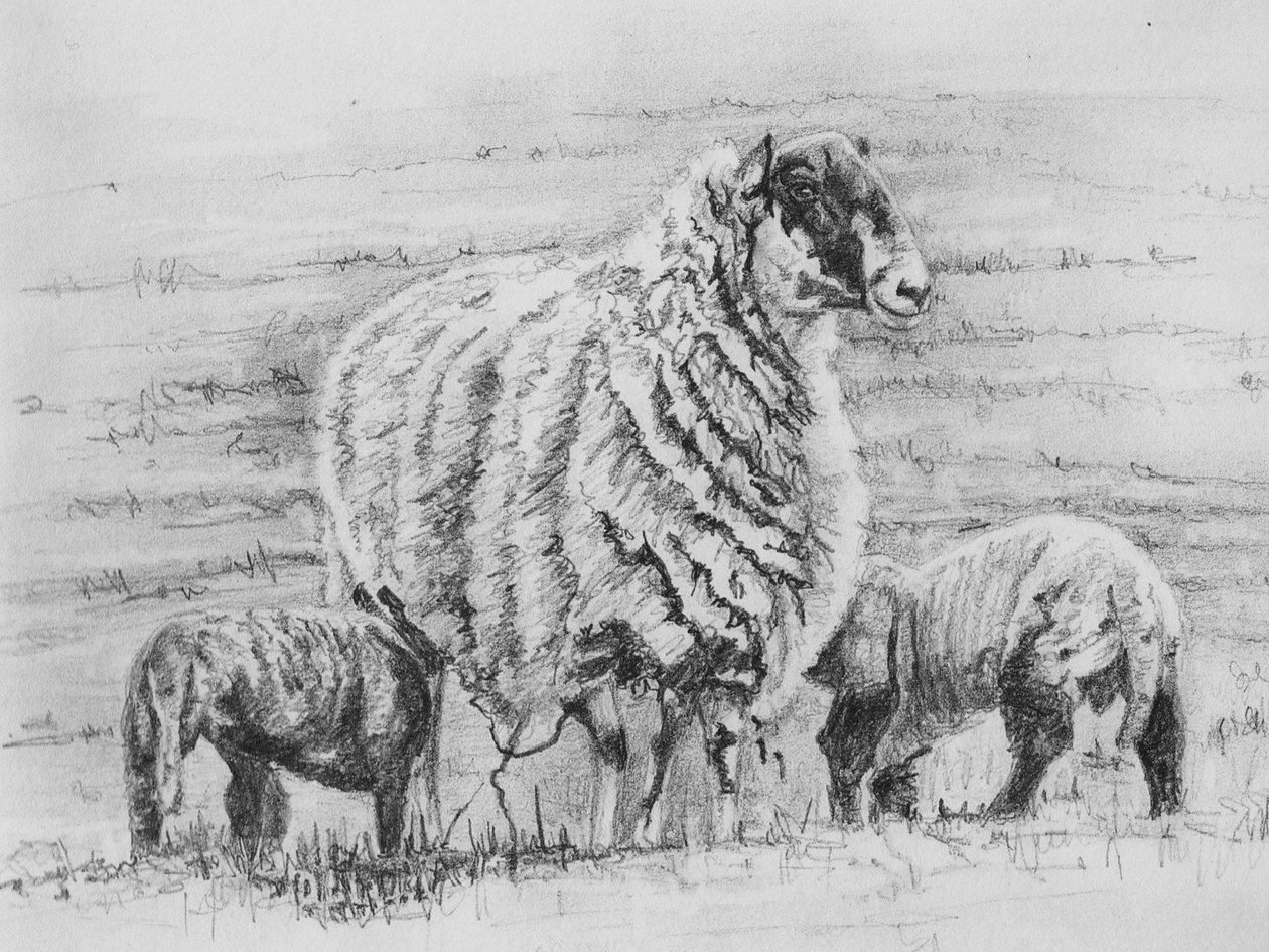 Stolt tacka, 2012, (pennteckning) av Helen White
