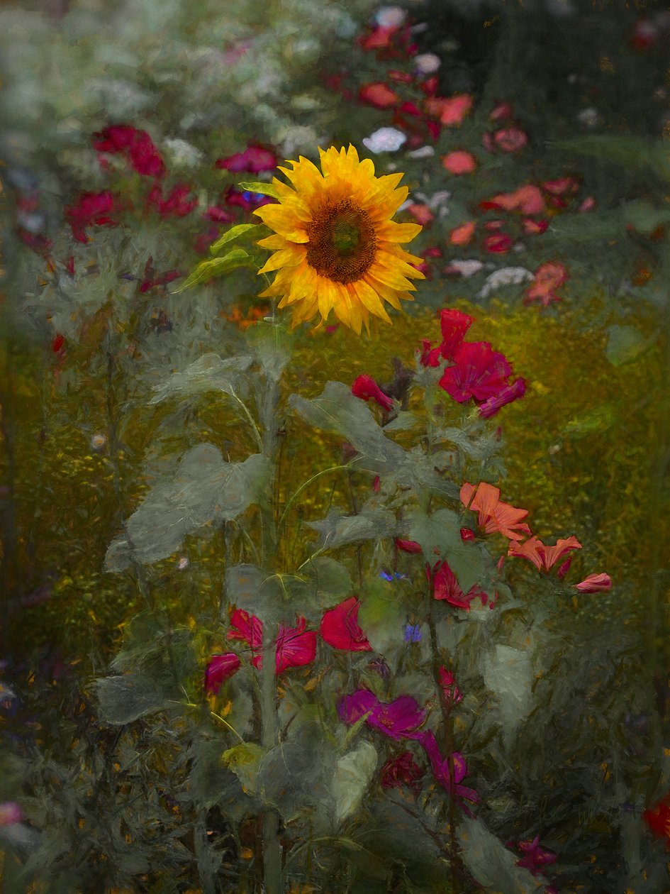 Solkungen, 2019 av Helen White