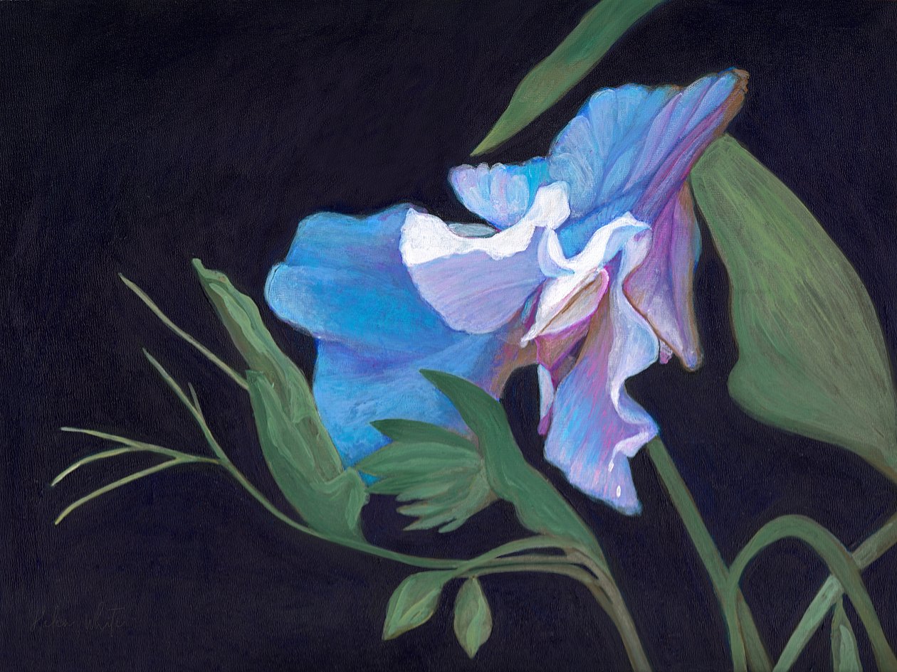 Sweet Pea, 2020 (akryl ombord) av Helen White