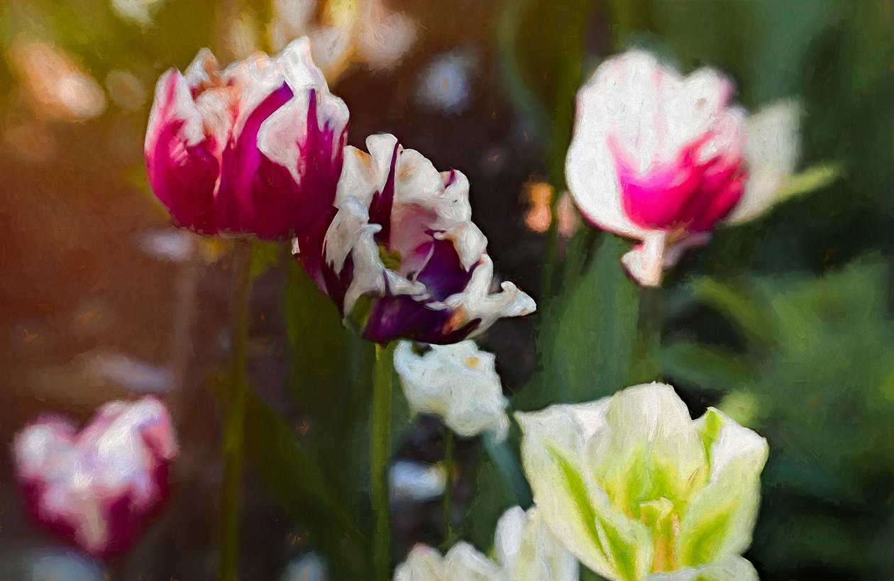 Tulip Patch, 2019 av Helen White