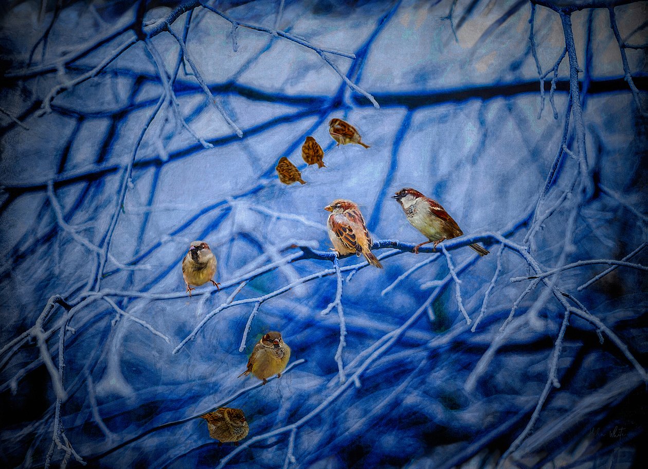 Vintersparvar, 2020 av Helen White