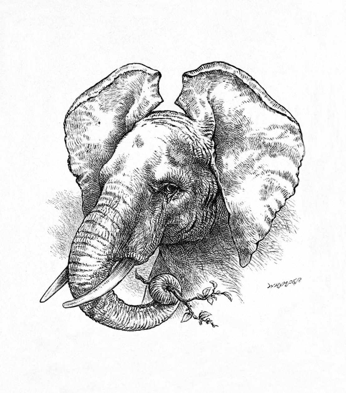Afrikansk elefant, c1900 av Helena J. Maguire