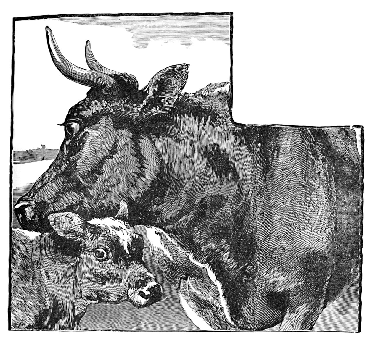 Ko och kalv, c1900 av Helena J. Maguire