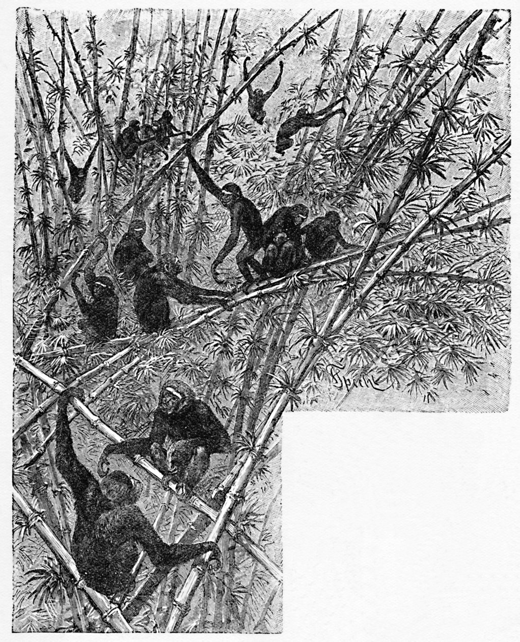 Hoolocks in a Bamboo Jungle, c1900 av Helena J. Maguire