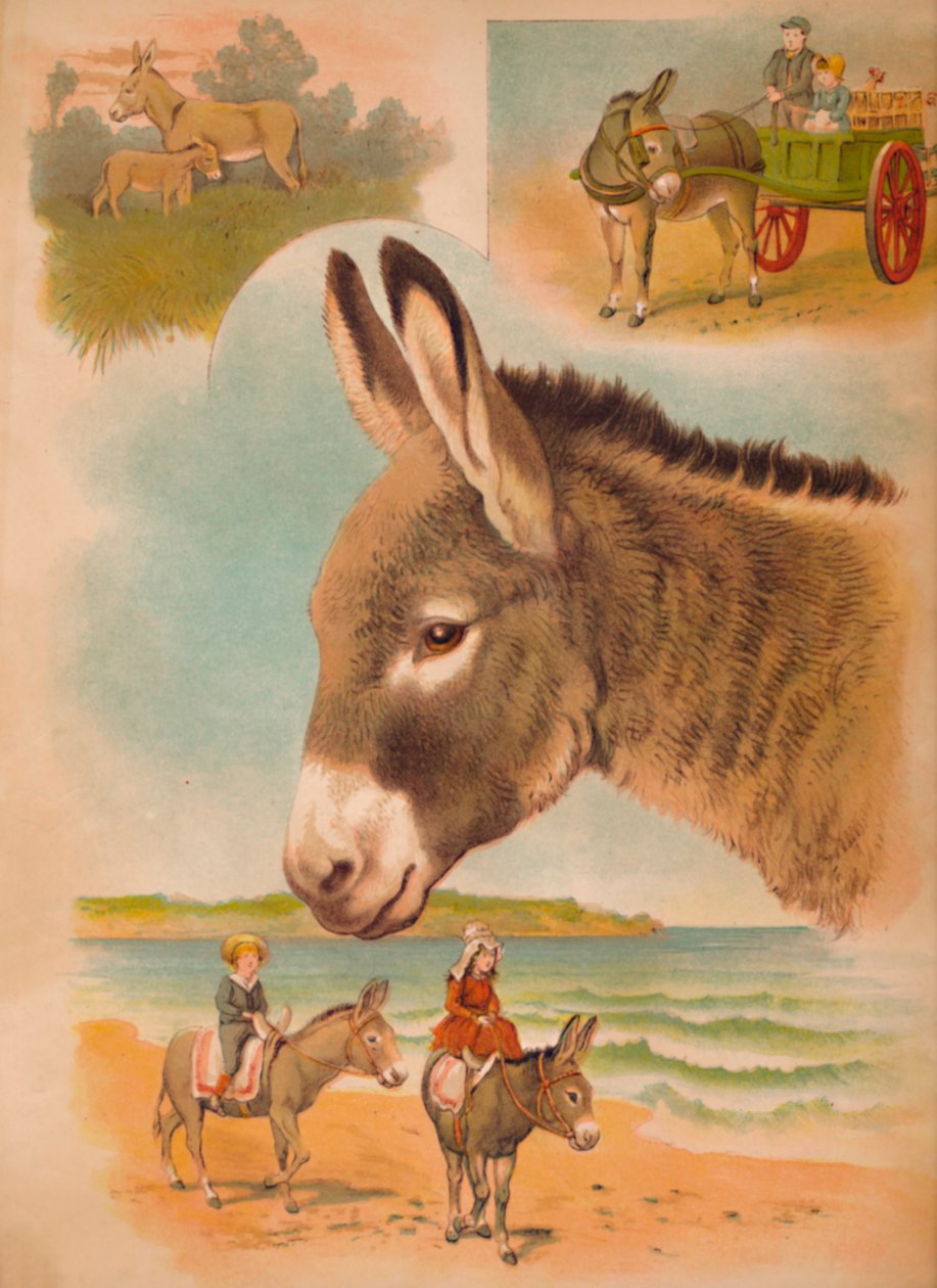 Åsnan, c1900 av Helena J. Maguire