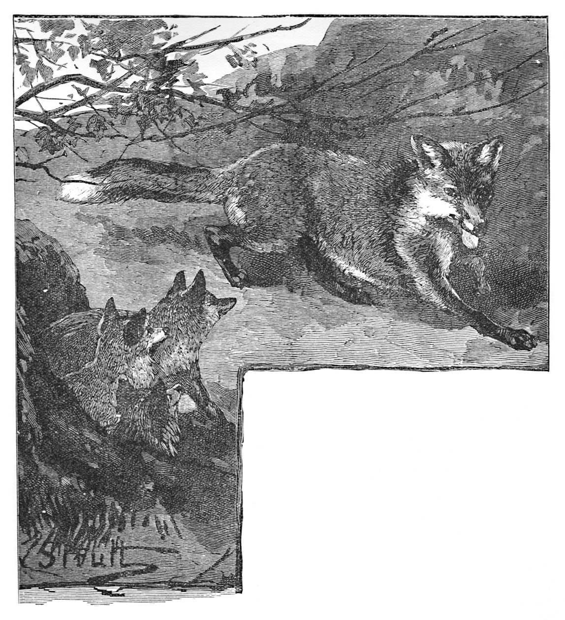 Räven och hennes ungar, c1900 av Helena J. Maguire