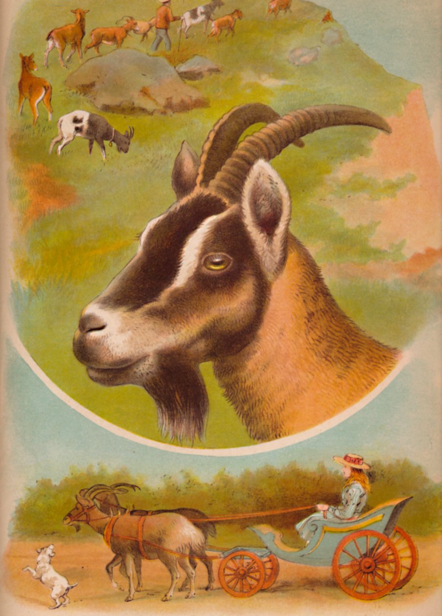Geten, c1900 av Helena J. Maguire