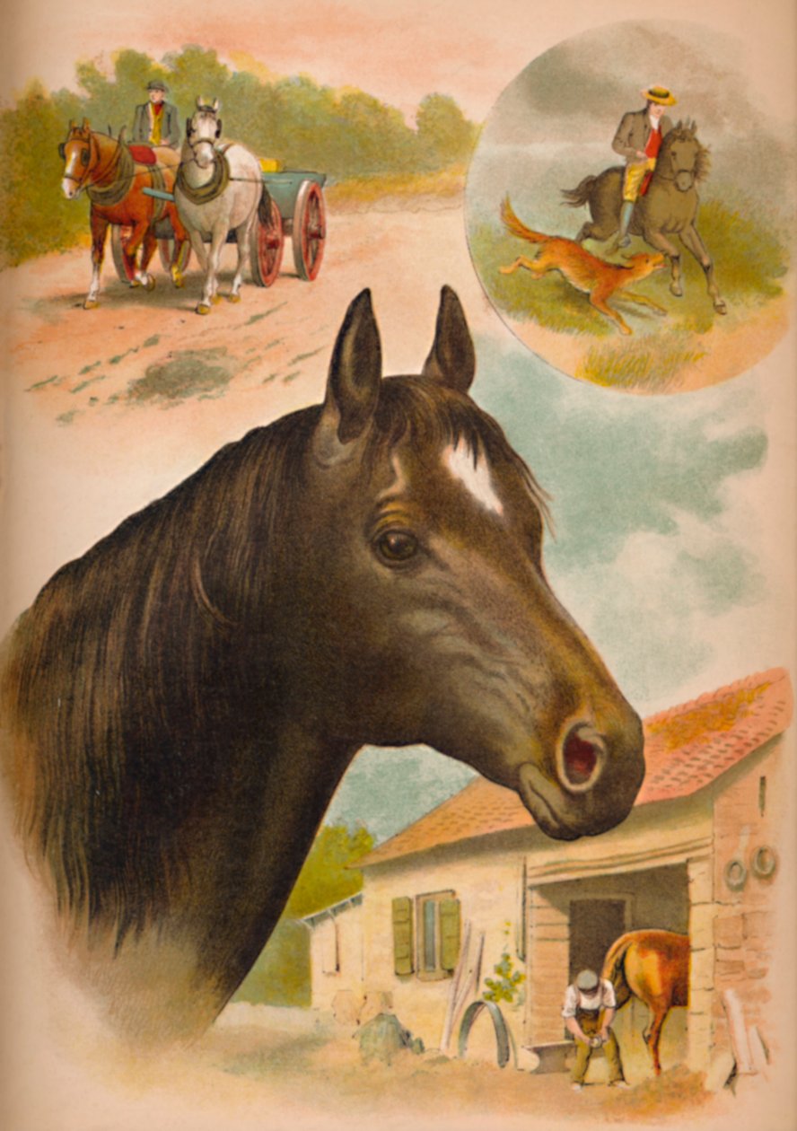 Hästen, c1900 av Helena J. Maguire