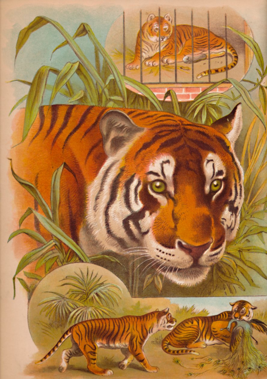 Tigern, c1900 av Helena J. Maguire