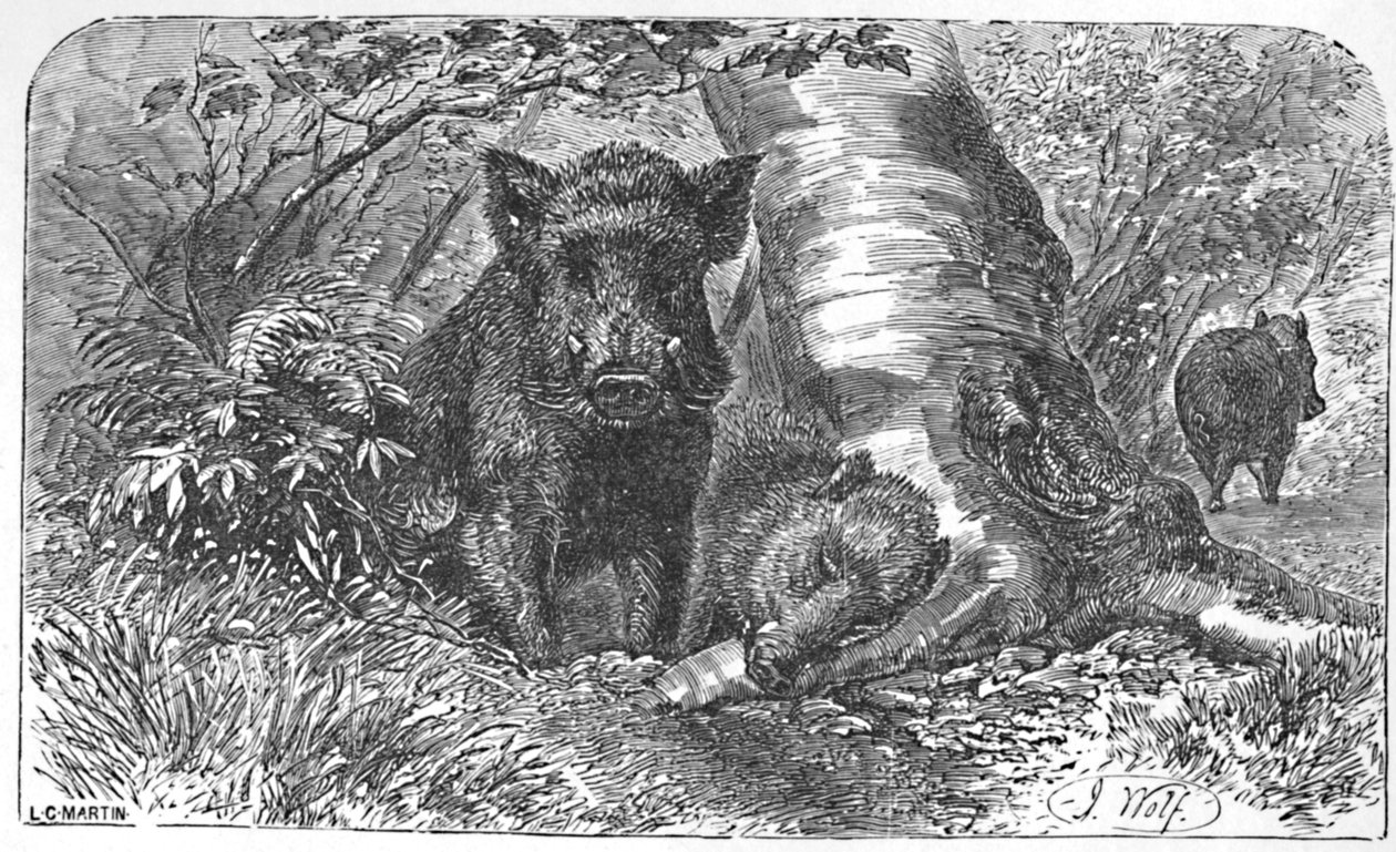 Vildsvin i skogen, c1900 av Helena J. Maguire