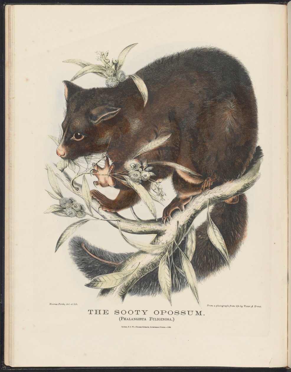 Australiens däggdjur (Krefft) Nla.obj-33627803-10 The Sooty Opossum av Helena Scott