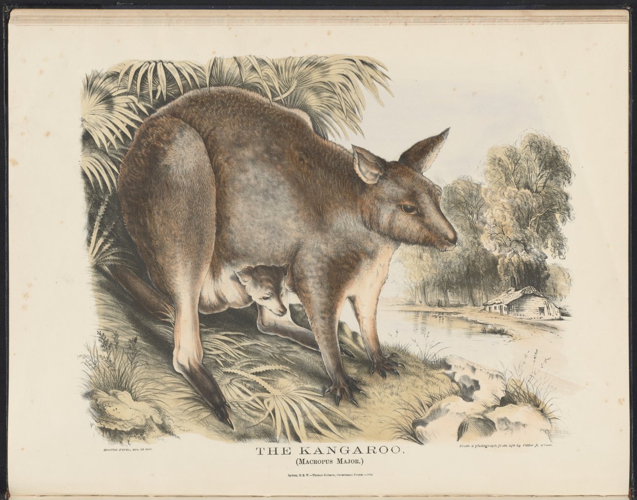Australiens däggdjur (Krefft) Nla.obj-33627803-12 Känguru av Helena Scott