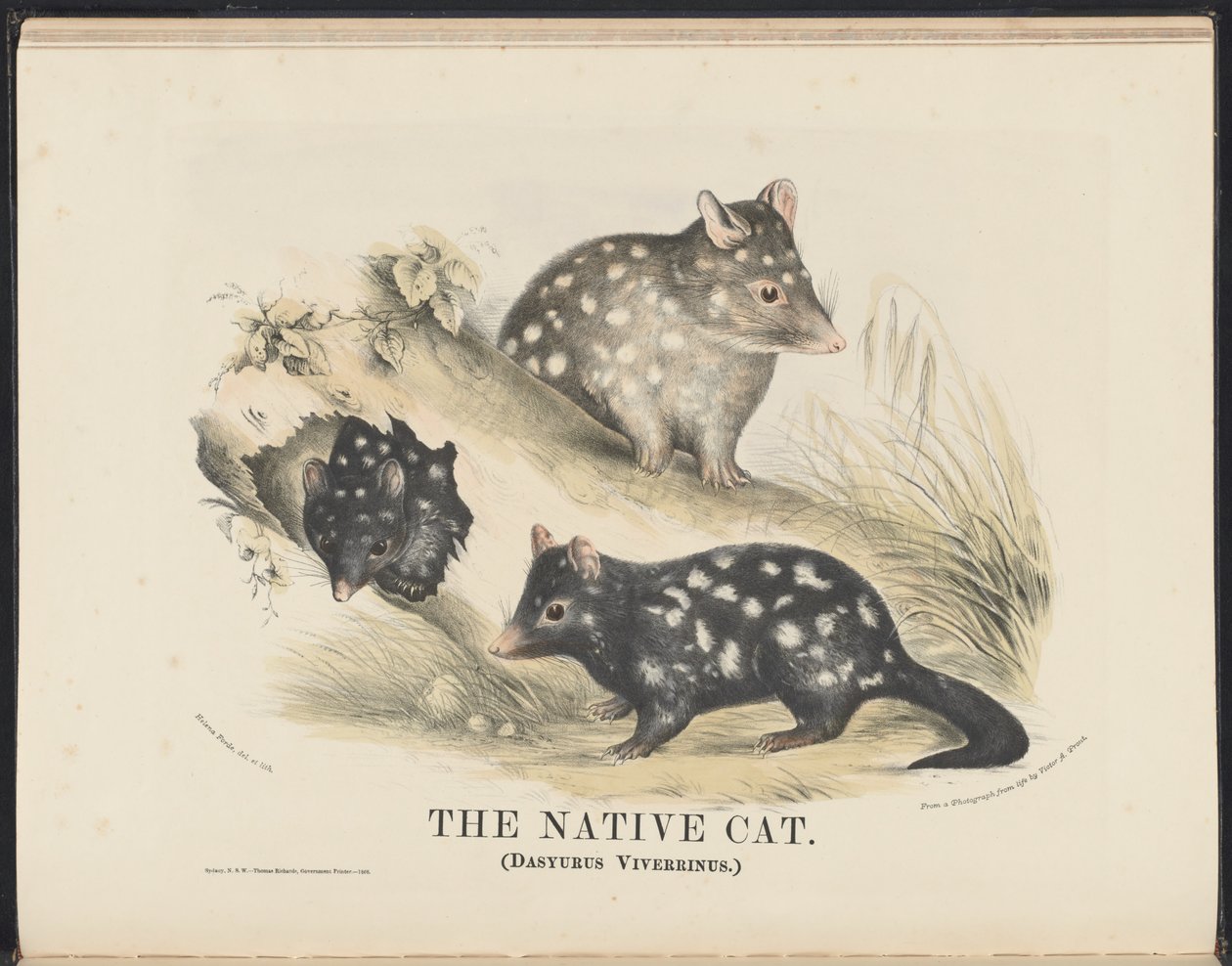 Däggdjur i Australien (Krefft) Nla.obj-33627803-14 The Native Cat av Helena Scott