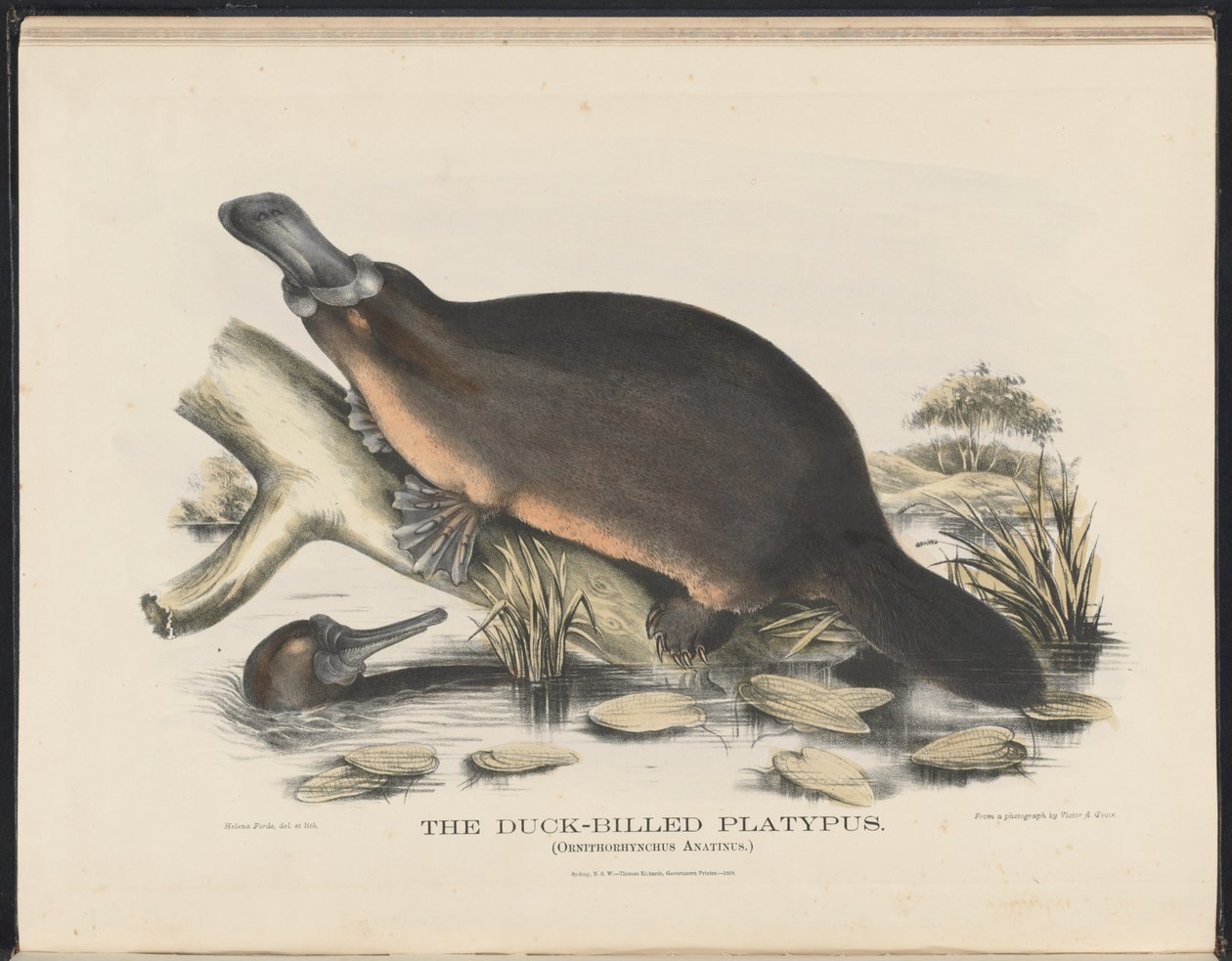 Däggdjur i Australien (Krefft) Nla.obj-33627803-16 Anknäbben Platypus av Helena Scott