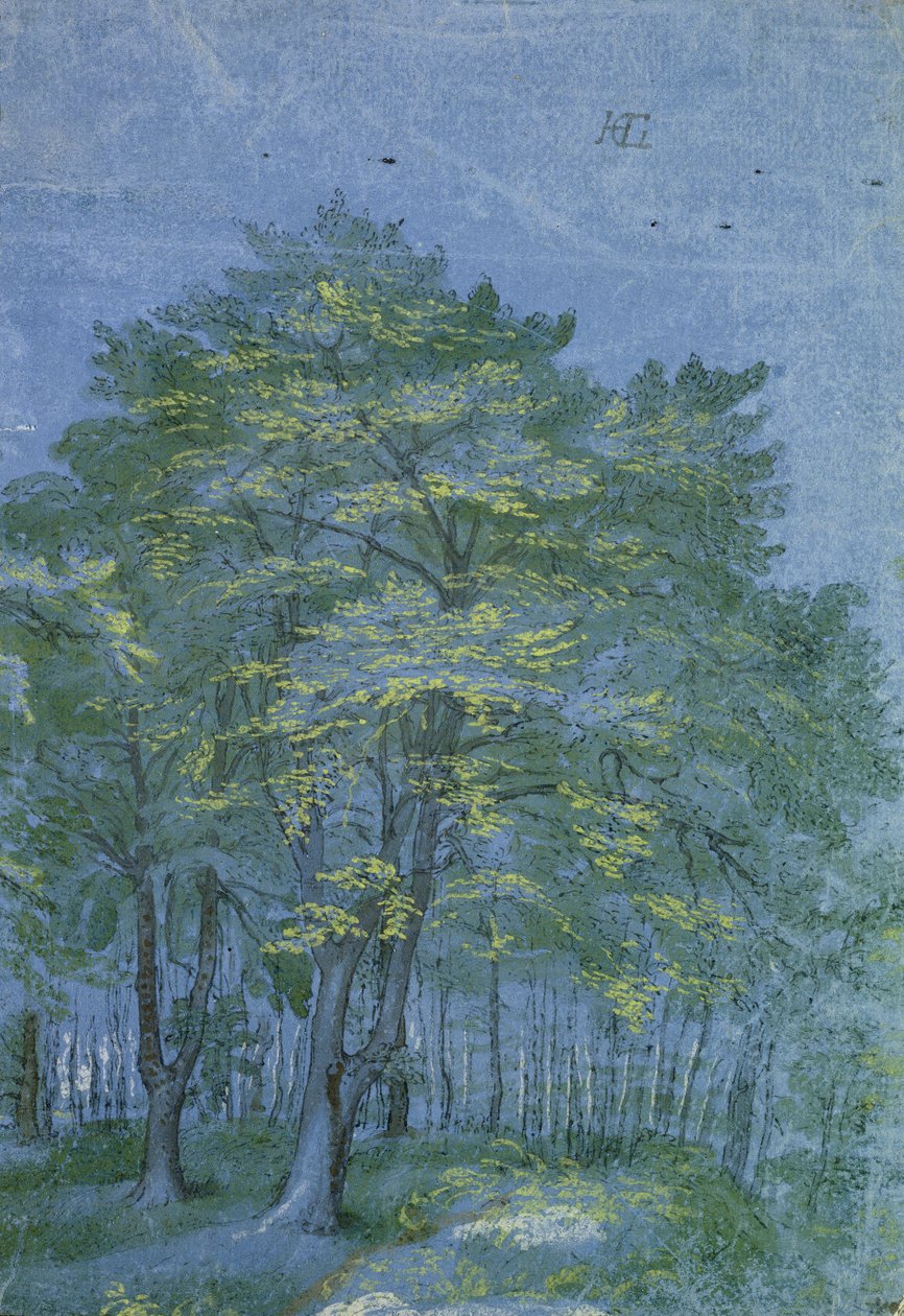 Grupp av träd i ett trä, ca 1600 (penna och bläck och tvätta på papper) av Hendrik Goltzius