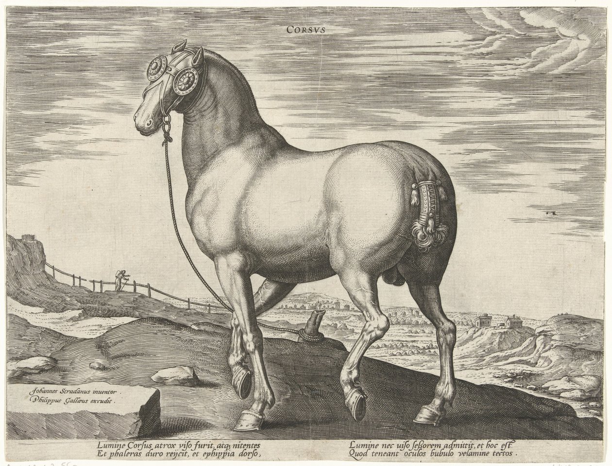 Häst från Korsika Corsvs (titel på objekt) Hästaraser från Royal Stables of Don Juan of Austria (serietitel) Equile Ioannis Austriaci Caroli (serietitel) av Hendrick Goltzius (possibly)