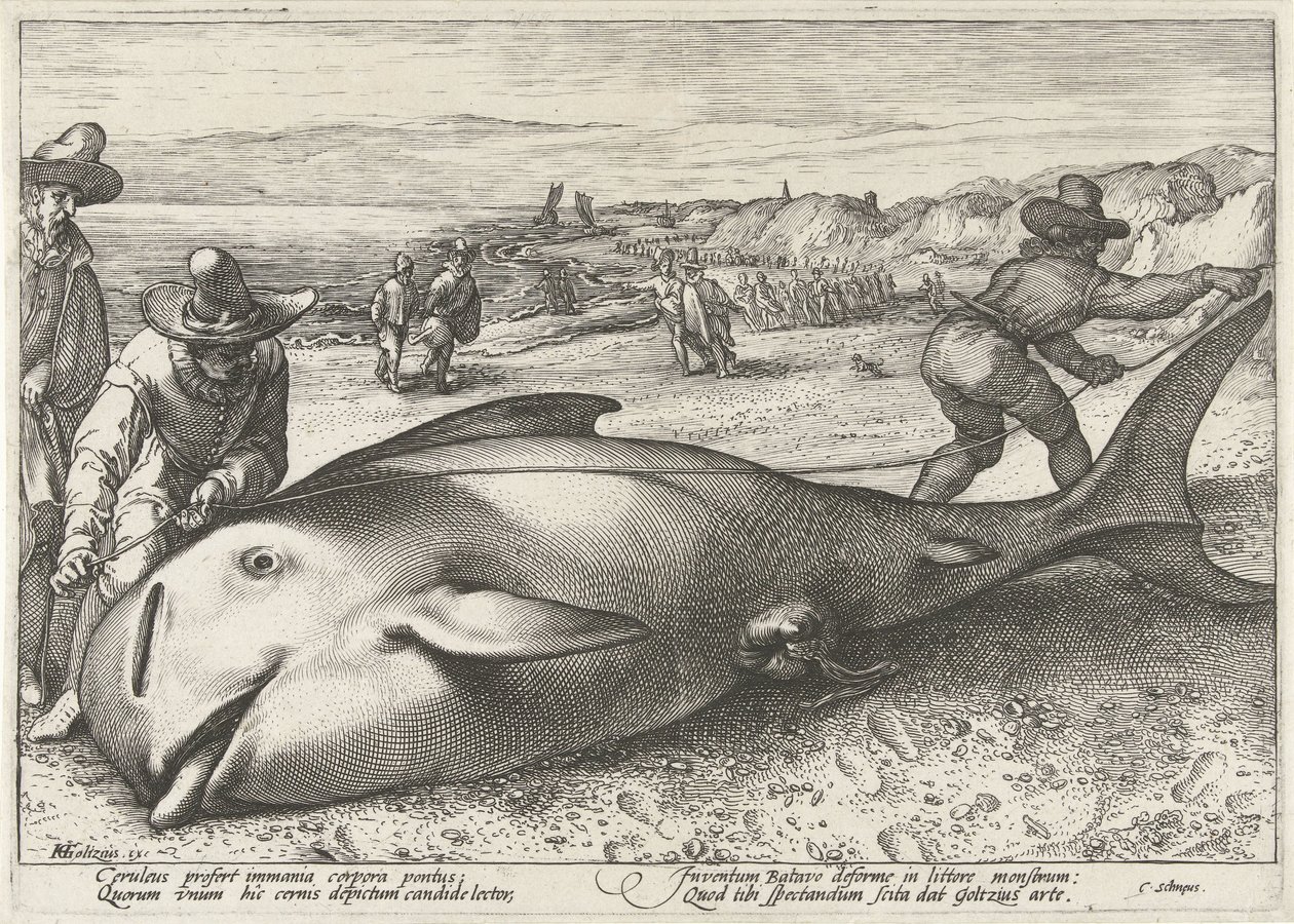 Strandad grindval på stranden vid Zandvoort, 1594 av Hendrick Goltzius (workshop of)