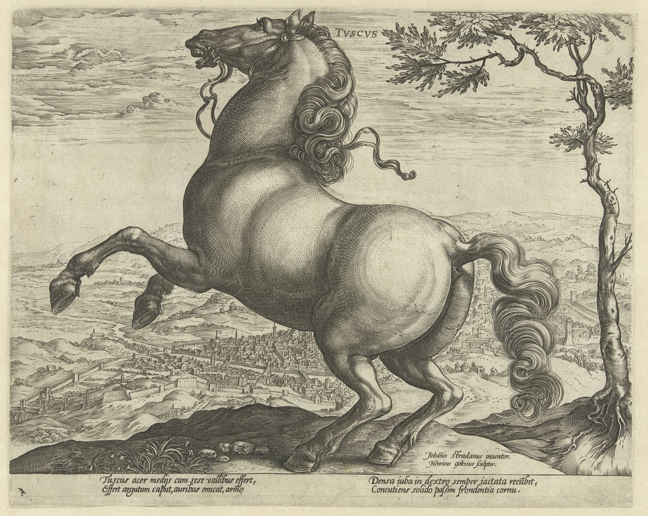 Häst från Toscana tvscvs (titel på objekt) Hästaraser från Royal Stables of Don Juan of Austria (serietitel) av Hendrick Goltzius