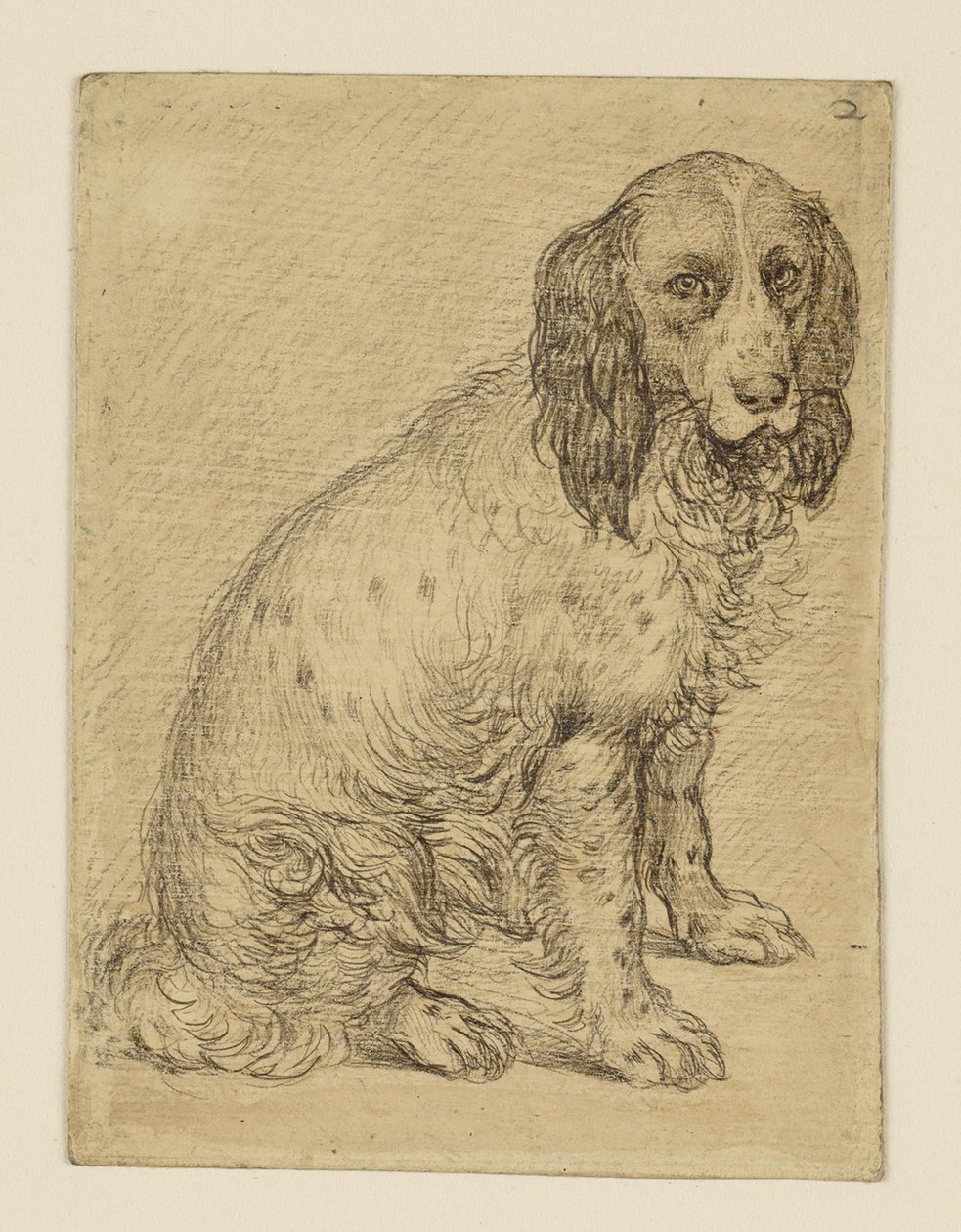 Sittande drentsk patrijshund av Hendrick Goltzius