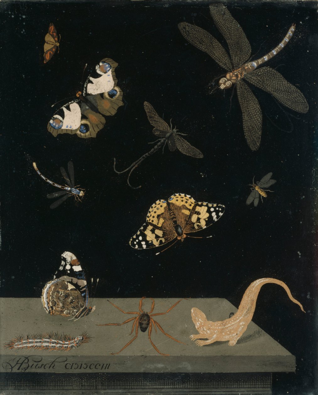 Scagolia panel med insekter og en salamander, 1703 (malet gips) svensk av Hendrik Busch
